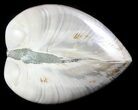 Polished Fossil Astarte Clam - Cretaceous #45807-1